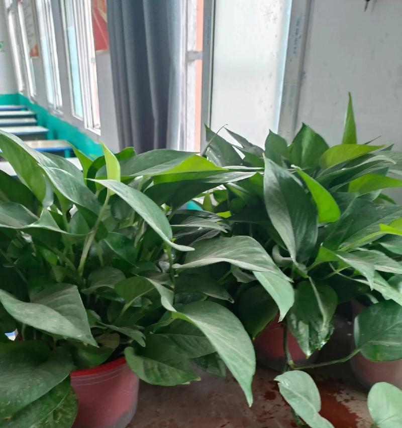 绿萝花的浇水技巧（掌握正确方法，让绿萝茁壮成长）