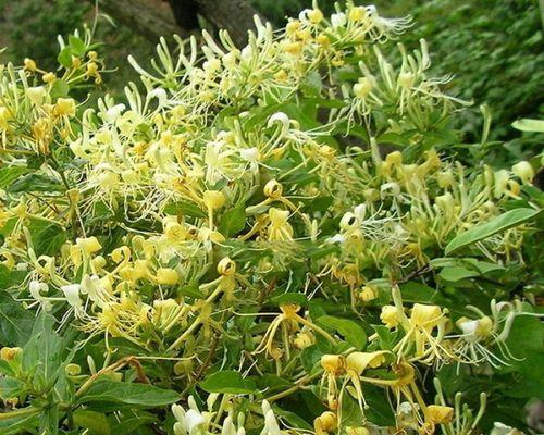 金银花有种子吗？（探究金银花的生殖方式及种子特征）