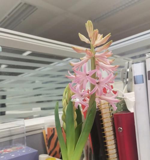 风信子的开花和凋谢（了解风信子的生长周期，避免花朵过早凋谢）