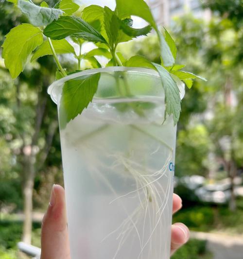 薄荷草的水培栽培技术（室内种植、节约空间、多功能利用）