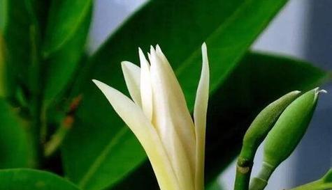 白兰开花时间及特点（探究白兰花的开花时间及花语）