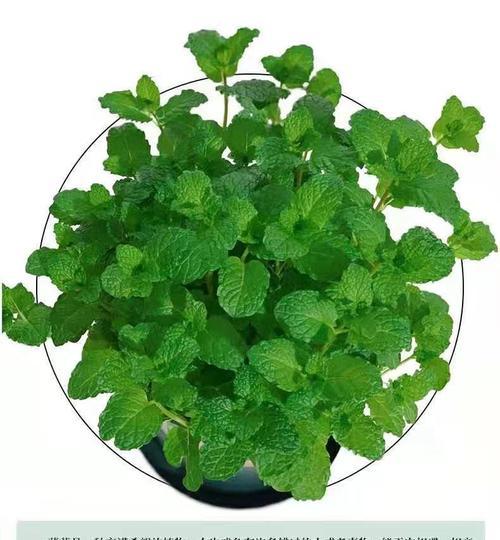 家里养驱蚊草的风水禁忌（室内养驱蚊草需要注意哪些禁忌？）