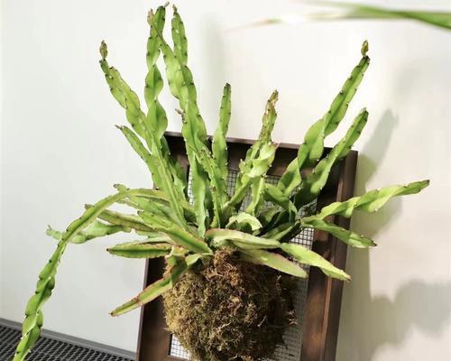 垂藤植物（探秘垂藤植物的生长环境、特征及分类）