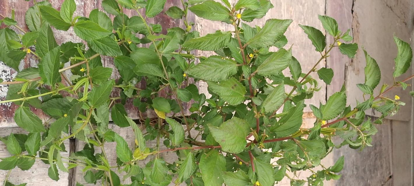认识黄麻——一种优良的纤维植物（生长环境、产地、应用等方面的介绍）