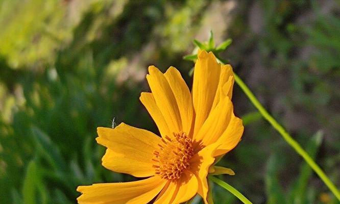 金鸡菊——多年生还是一年生植物？（探究金鸡菊的生命周期及栽培技巧）