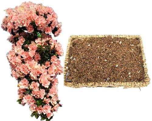 如何正确换土杜鹃花？（时间、方法及注意事项）
