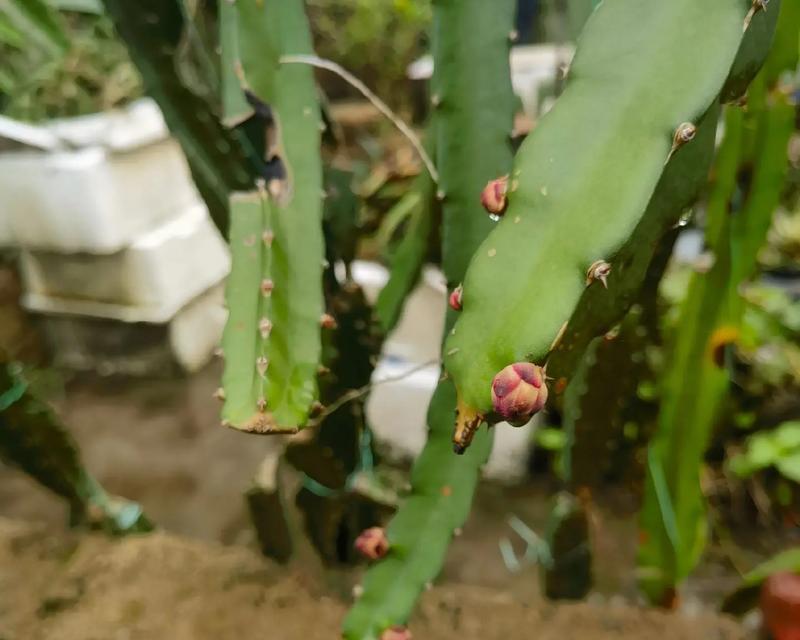 火龙果种子的最佳种植时间（如何选择最佳的种植时间来栽培火龙果）