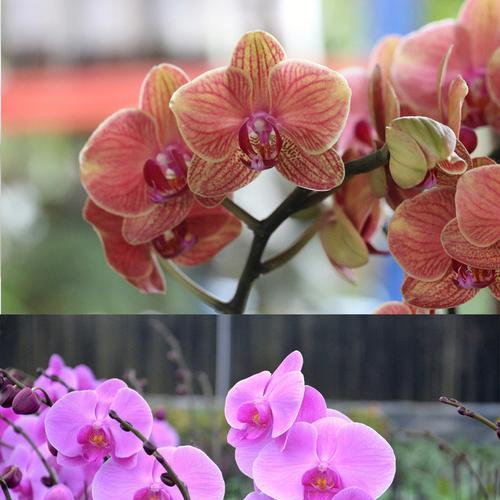 春节花卉销售大盘点（探寻春节畅销花卉，献给您一场视觉盛宴）