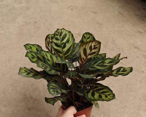 家里养孔雀草的风水好处（孔雀草的5大神奇功效，让你感受阳光般的生活）