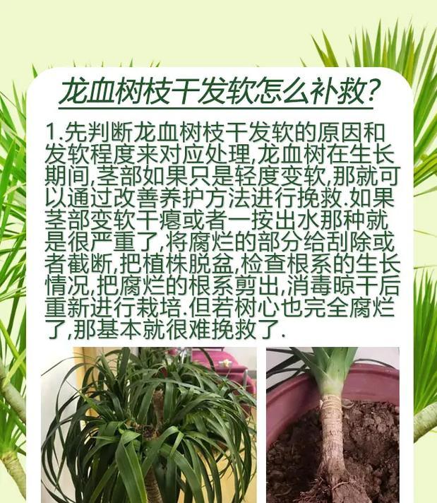 龙须树换盆的最佳时机（如何在正确的时间为龙须树换盆）