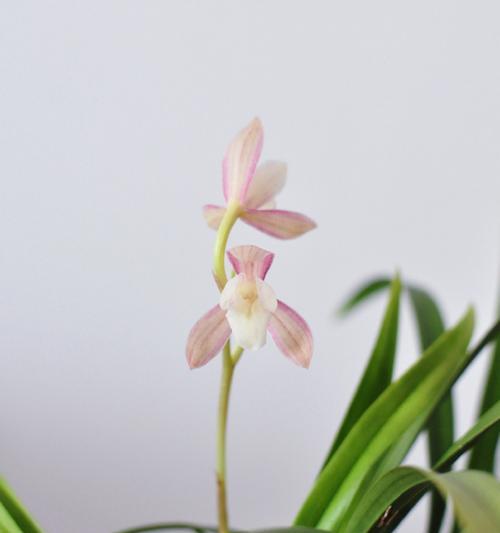 探秘春兰的开花奥秘（一年几次？）