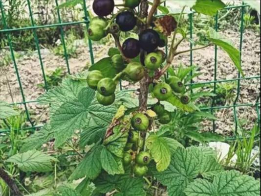 蓝莓种子繁殖方法详解（时间、种植条件、注意事项）