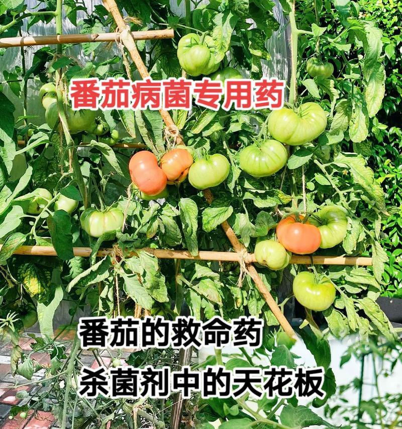 如何选择适合的番茄农药（从种类、效果、使用时机和环境角度出发，选择最优农药）