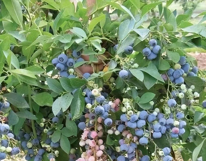 种植蓝莓，打造丰收园地（蓝莓适合种植的环境及种植技巧）