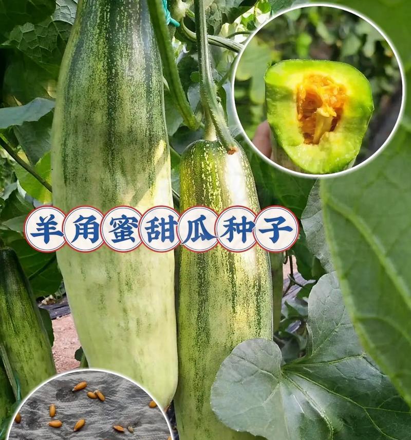 湖南种植哈密瓜的可行性（哈密瓜适应湖南气候条件的探究）