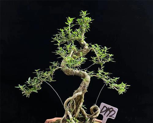 黄杨树开花的奥秘（了解黄杨树的生态习性和开花兆头）