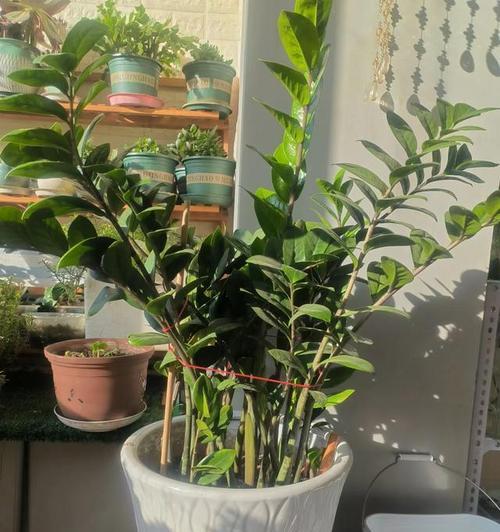 聚财树养殖方法与注意事项（打造财源滚滚的生活好帮手）