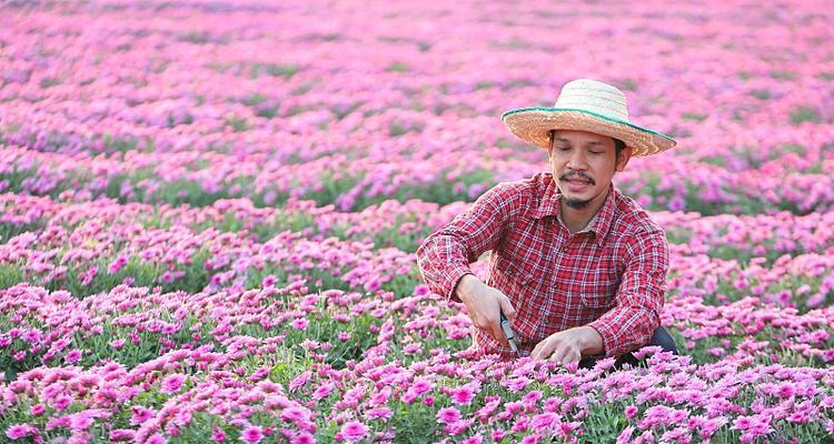 菊花的剪枝修剪方法（图解详解菊花修剪的技巧与窍门）