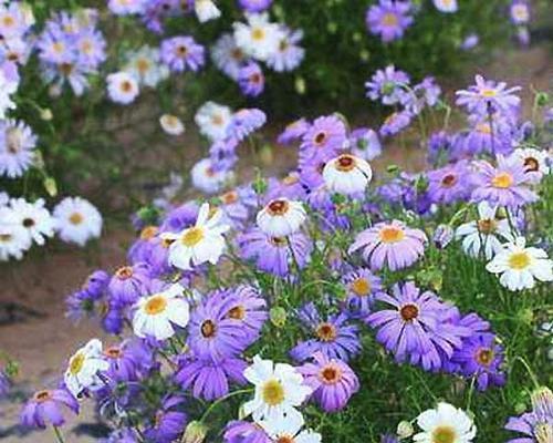 四季菊花，四季常青（探究四季菊花的四季常青之谜）