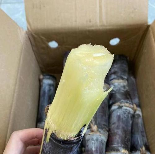 探究甘蔗的多彩世界（从颜色角度揭示甘蔗的奥秘）