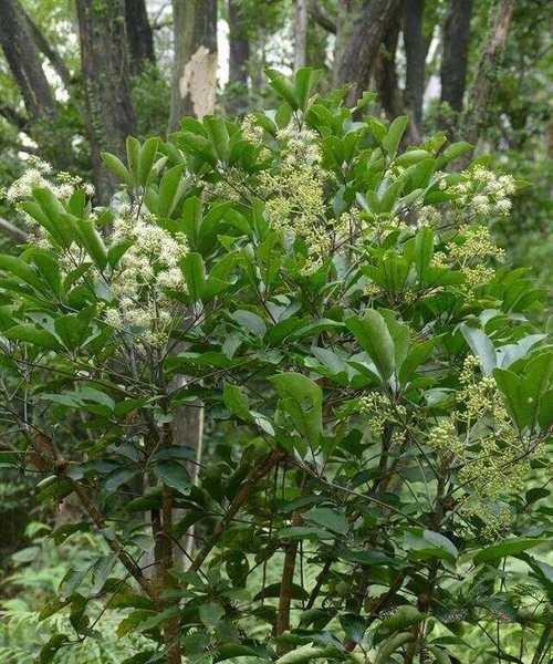 鹅掌红叶子发黄，原因和治疗方法详解（鹅掌红的养护技巧）