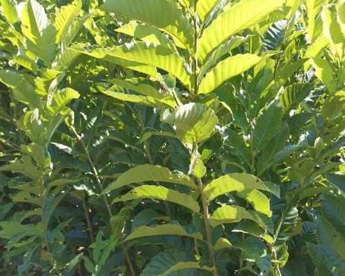 栗子几年结果实——种植栗子需要注意的问题（全面解析栗子成长过程，帮你提高收获率）