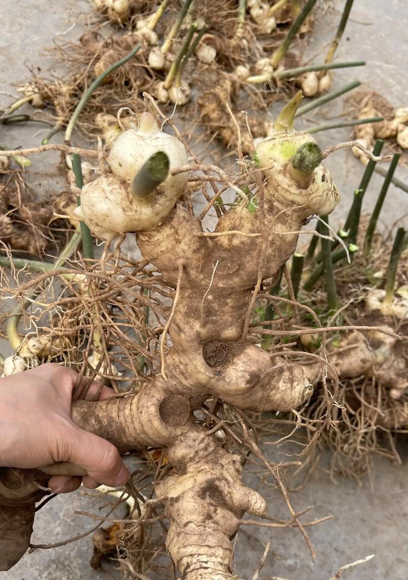 黄精种植的最佳时间（掌握这些时间节点，让你的黄精种植事半功倍）