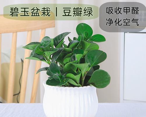 豆瓣绿水培养殖全攻略（一步步教你打造高产豆瓣绿，让你轻松成为水培达人！）