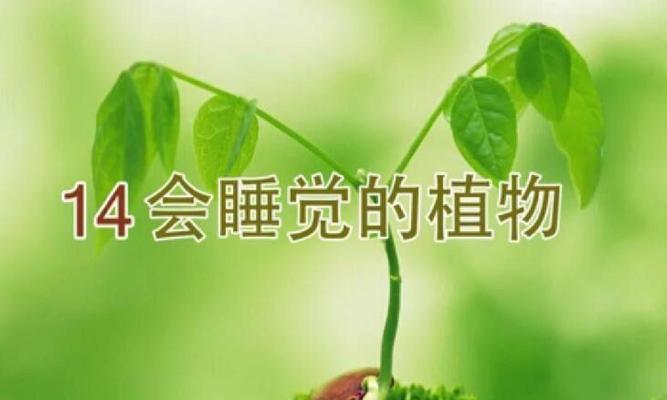 深夜中的生命之舞——探秘会睡觉的植物（解析植物的睡眠模式，窥探生命的神秘奥秘）