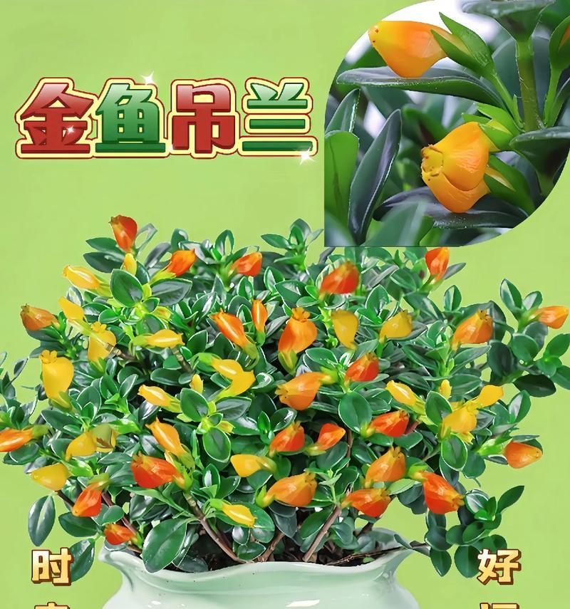 金鱼吊兰的养护和开花时间（掌握正确的养护方法，享受美丽花开的时刻）