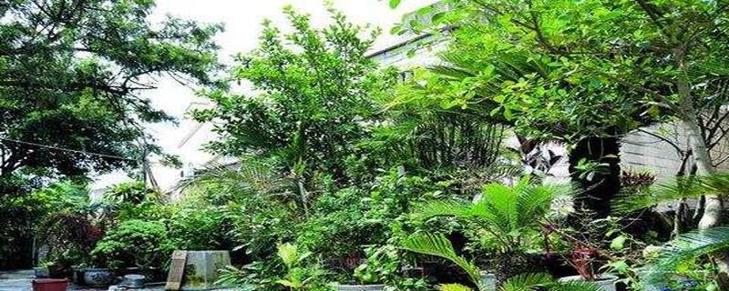 门口最适合种植什么植物？（以美化环境、提高空气质量为目的的植物选择指南。）