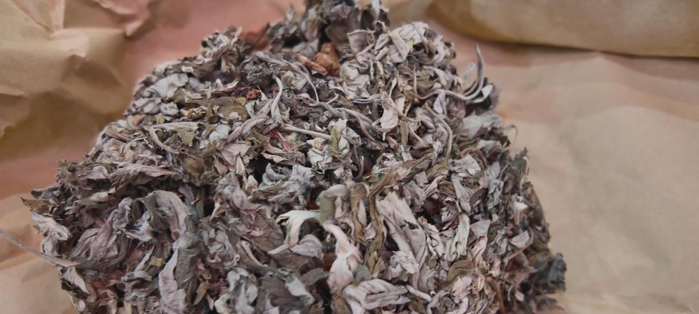 艾草繁殖方法与注意事项（了解艾草的生长特性，学会科学繁殖艾草）