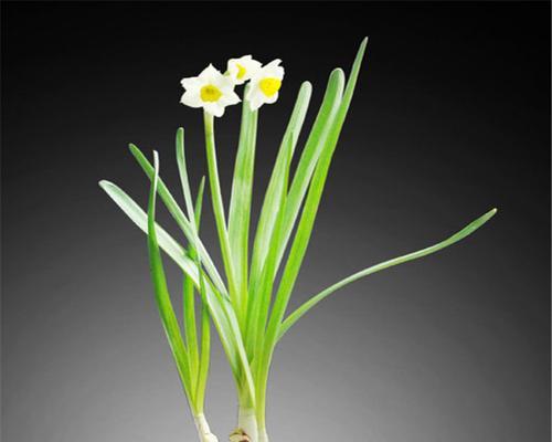探寻和水仙花相似的神秘植物（探索它们的外貌、特性和生长环境）