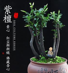 家里养紫檀树，为家庭带来好运（从风水角度分析，紫檀树的神秘力量）