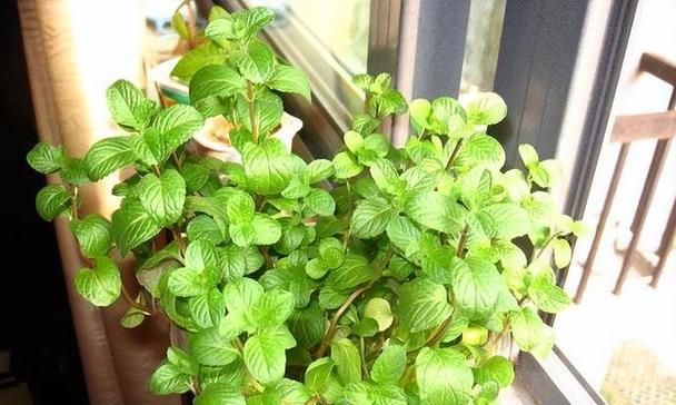薄荷插枝能否存活？（种植薄荷插枝的技巧与注意事项）