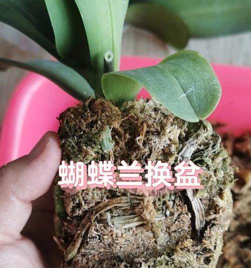 蝴蝶兰的上盆与养护方法（从上盆步骤到养护注意事项，让你轻松打理蝴蝶兰）