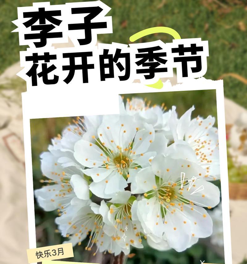 李子的开花结果（探究李子树的开花年限和果实品质）