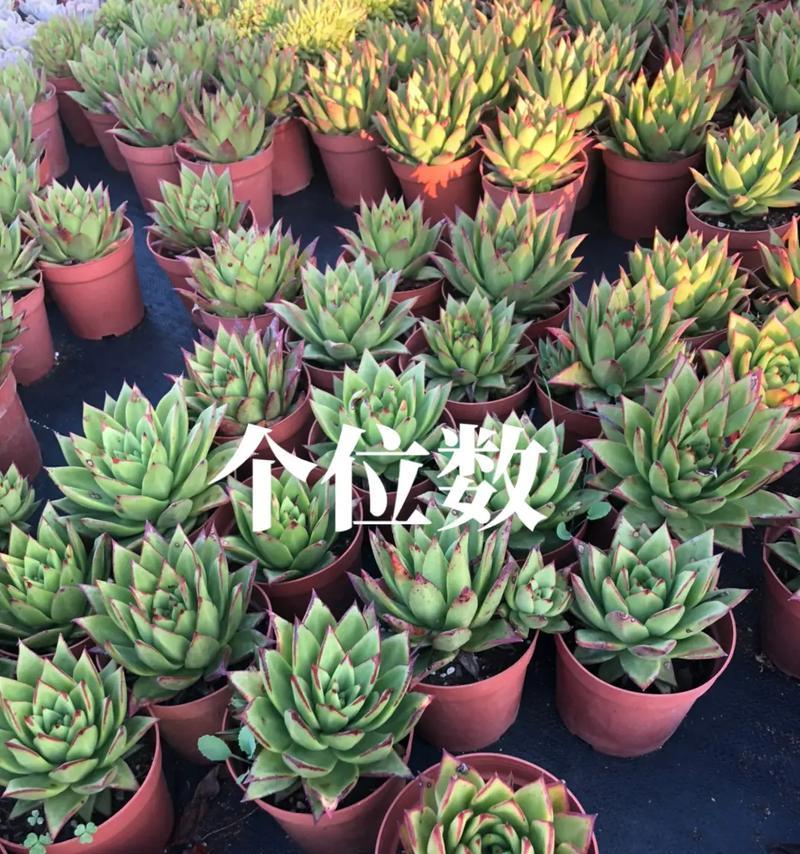 多肉植物的种植时间与方法（打造漂亮的多肉小园）