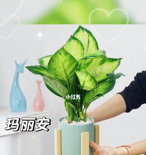 种植万年青的技巧与注意事项
