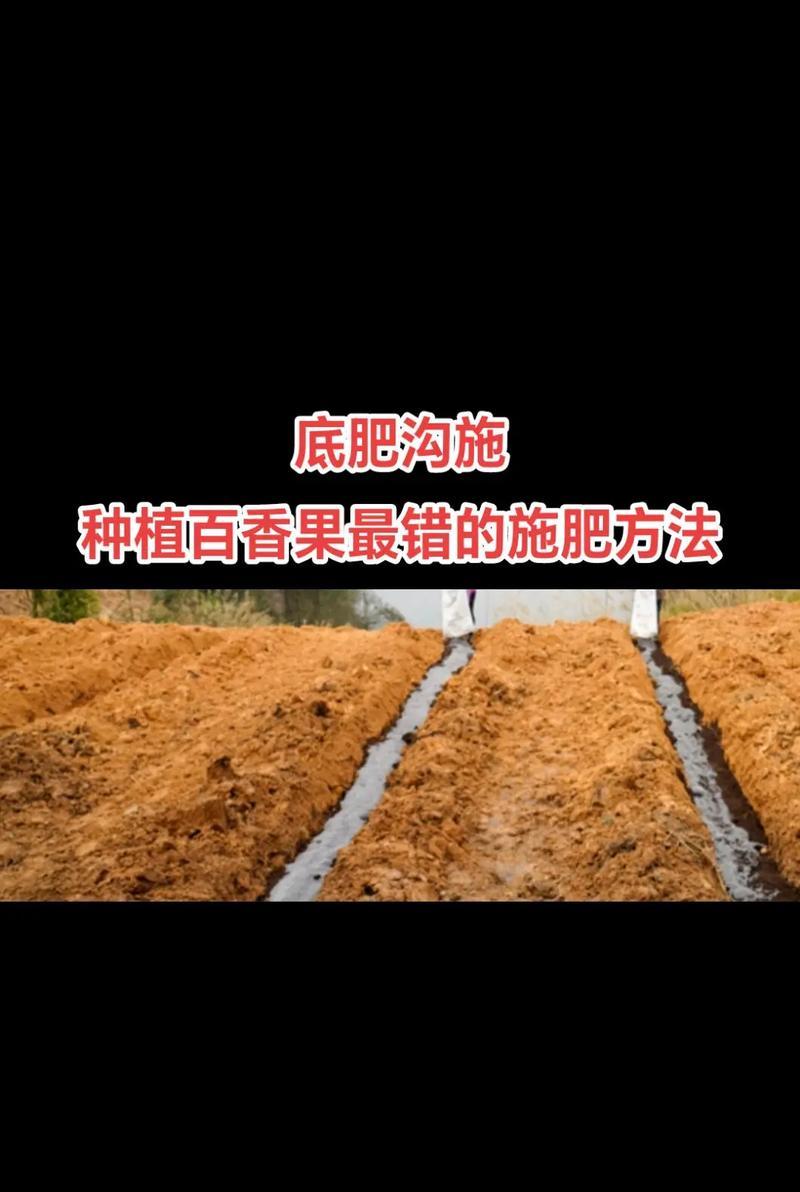 百香果种植全攻略（时间和方法都不能错过，让你成为百香果种植专家）