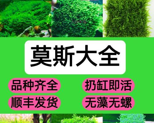 垂泪莫斯养护指南（打造纵向生长的健康垂泪莫斯）
