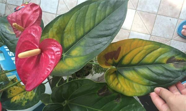 家庭养护指南——火鹤花的种植技巧（打造靓丽家居，学会火鹤花的养护法）