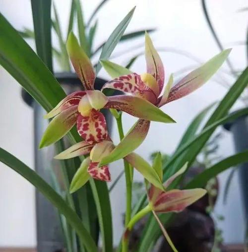 兰花大盘点，哪个品种最适合你？（从花型、颜色、香气、观赏性等方面，让你轻松挑选满意品种！）