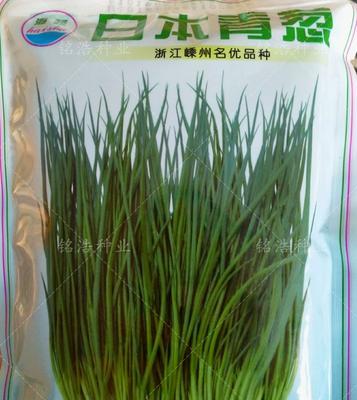 如何选择最佳的葱种子播种时间（根据气候条件和土壤状况选择最合适的时间）