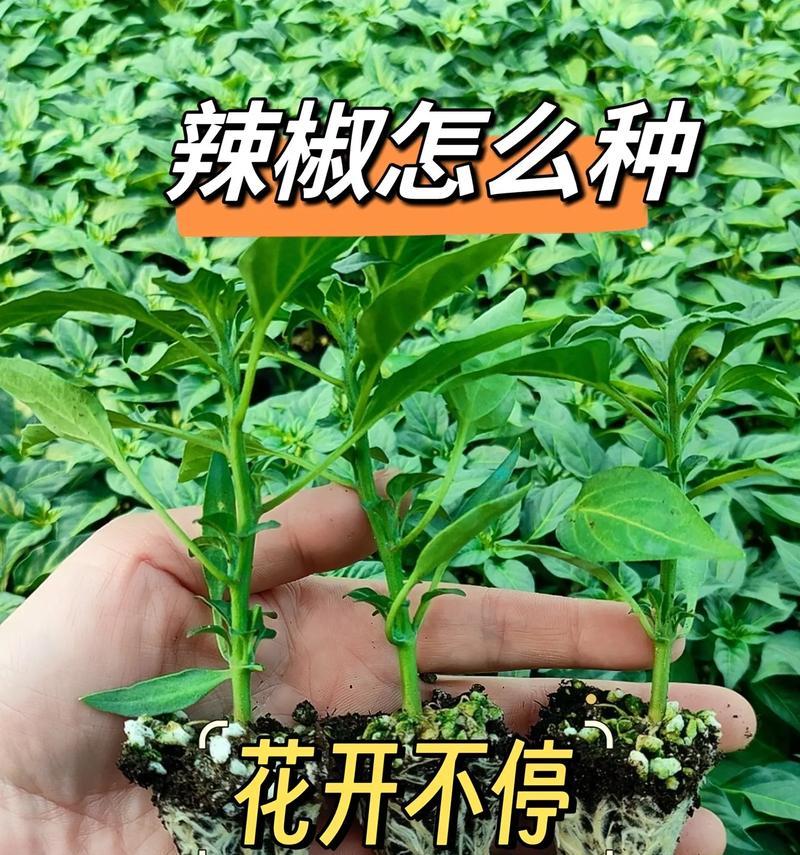 辣椒的生长环境及生长地方条件（探究辣椒在哪些气候和环境下生长最适宜）