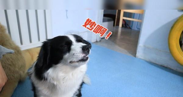 宠物狗狗能不能吃核桃？——解析狗狗食谱的正确姿势