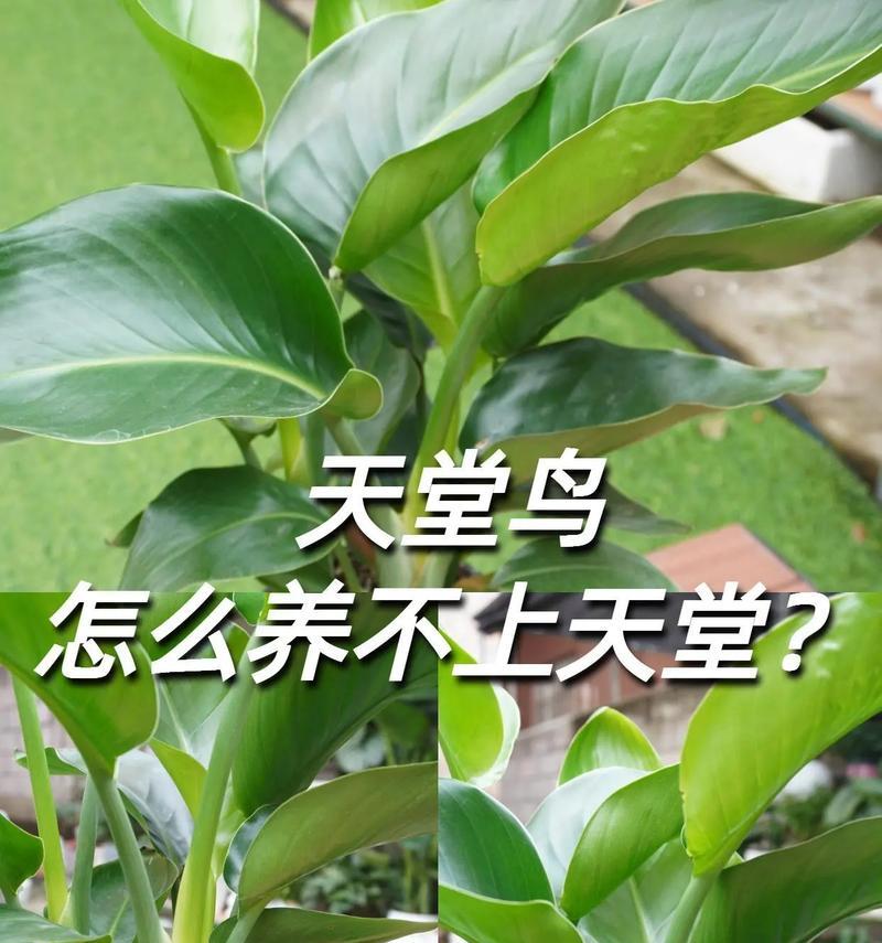 鹤望兰的水浇多了该如何处理？（水浇多了的鹤望兰该如何救治）