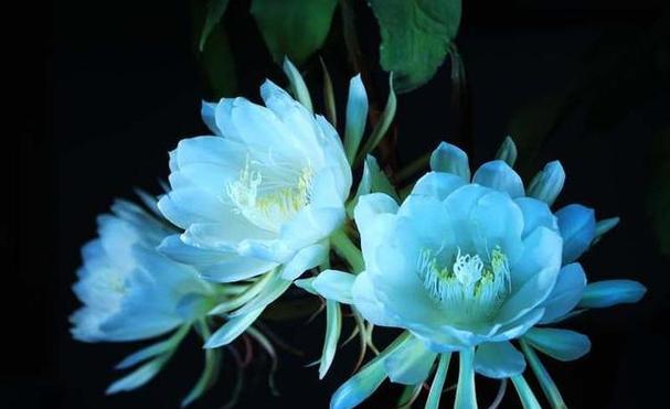 家里养昙花吉利，开花代表什么预兆？（昙花吉利开花的含义及注意事项）