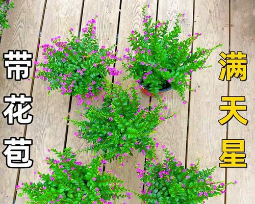 孔雀蓝花的养护全攻略（培育美丽孔雀蓝，从选址到施肥详解）