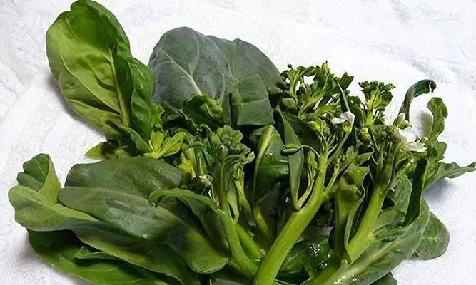 芥蓝播种最佳时间及注意事项（春季芥蓝种植的技巧和方法）